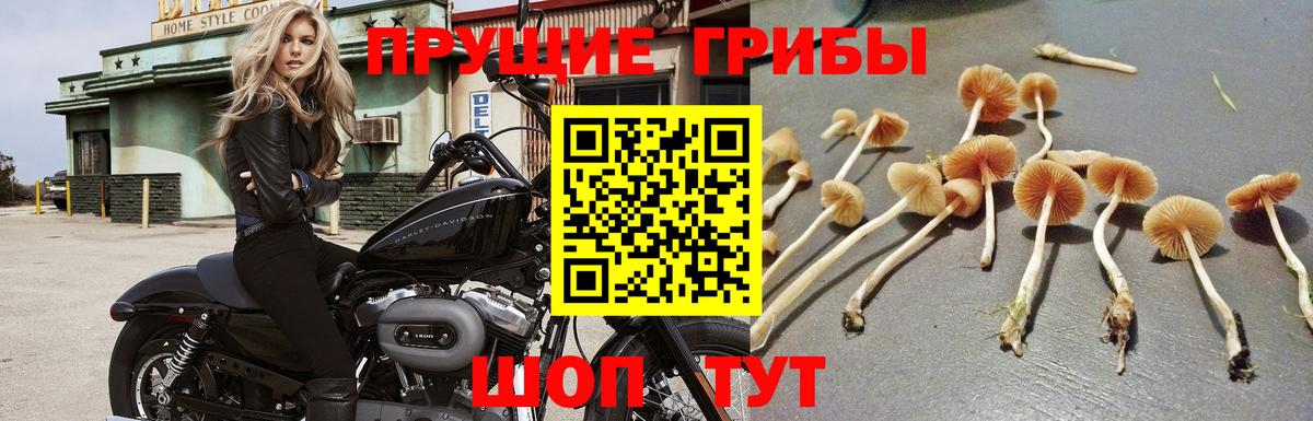 Галлюциногенные грибы Magic Shrooms Саяногорск